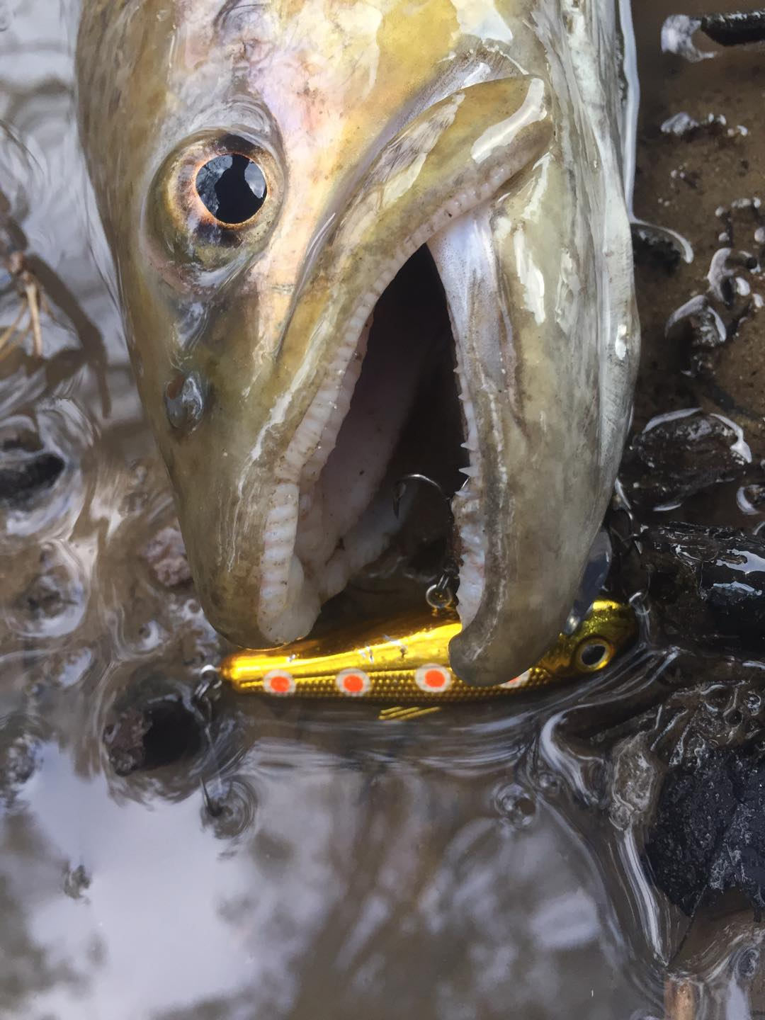Brown trout with a Bullet Lures Five-O Minnow in its mouth