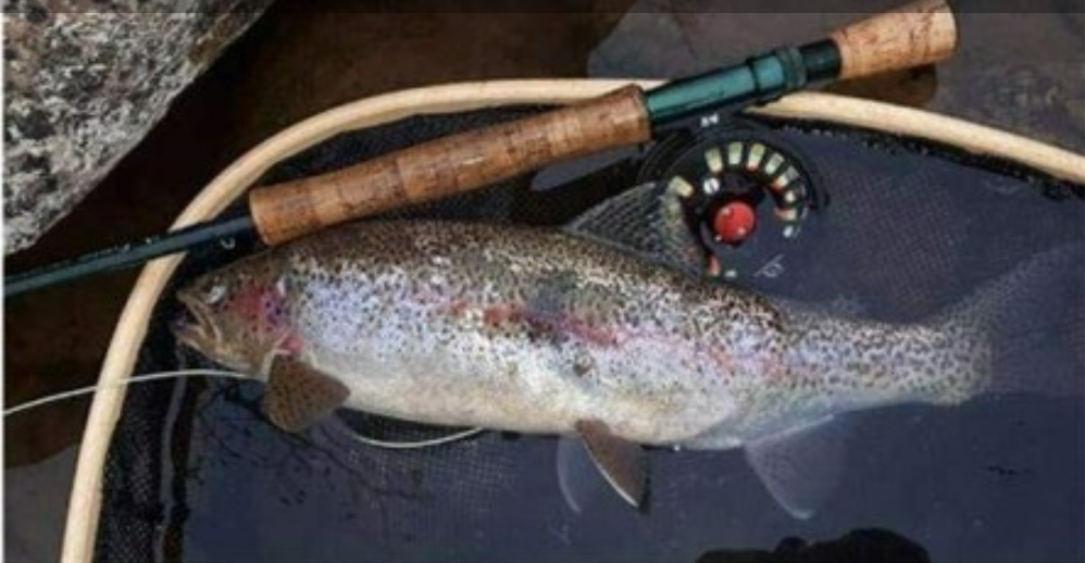 Maxcatch Extreme + Eco Reel Combo